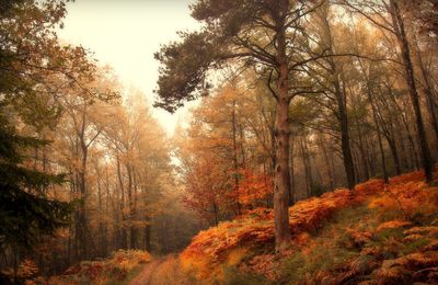 Forêt d'automne 