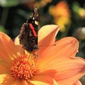 Macrophotos - Papillon sur Dahlia 