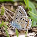 Polyommatus icarus (Azuré commun)