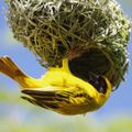 13h. Sous un soleil de plomb, libellules, canaris et papillons.