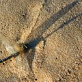 Agonie sur le sable