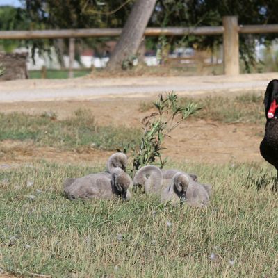 Amour maternel et paternel