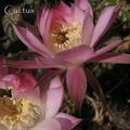 Fleur de l'Echinopsis oxygona un cactus originaire d'Amérique du Sud