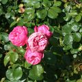 Les roses de Rueil-malmaison