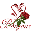 Une jolie rose