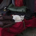 Un marché cantonais et la soupe qui s'ensuivit