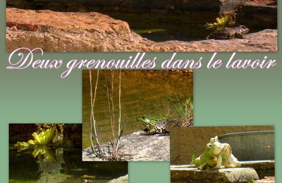 Grenouilles dans le lavoir 