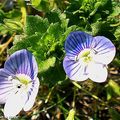 Veronica, une mauvaise herbe aux jolies fleurettes