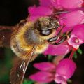 les abeilles victimes de pesticides ???