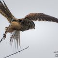 Faucon crécerelle (Falco tinnunculus - Common Kestrel)