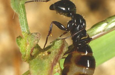 Camponotus piceus