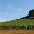 Cartes postales de Saint-Emilion