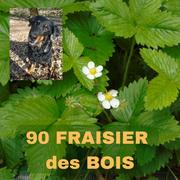 FRAISIER DES BOIS, Fragaria vesca, famille des Rosacées, Wild strawberry La petite Musique dans la Forêt