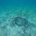 Madagascar - Nosy Iranja et la nage avec les magnifiques tortues luth