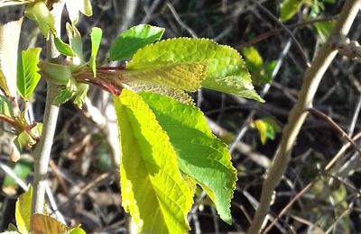 Le Griottier (Prunus cerasus)