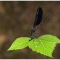 Le Calopteryx haemorrhoidalis, une demoiselle dite "Caloptéryx hémorroïdal"