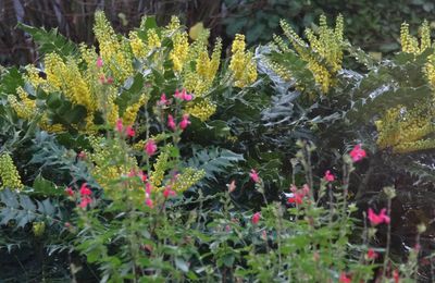 Au Jardin ... Avec les oiseaux