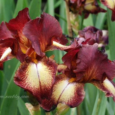 Iris 'Provençal'