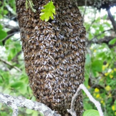 des cueilleurs d'abeilles 