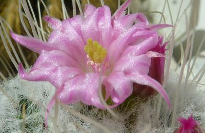 Photo :cactus fleuri