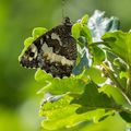 Papillon du jour