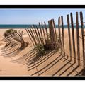 Dunes et ganivelles - Vendres plage (Hérault 34)