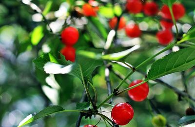 Les cerises à l'eau de vie