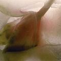 Xiao Hui Wang, 'The Eros of Flowers' @ Elisabeth de Brabant Art Center, Shanghai