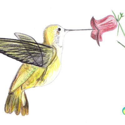 Colibri 1