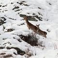 Cerfs au pays des chamois