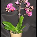 Mini-Phalaenopsis n°2 - Sogo Berry 