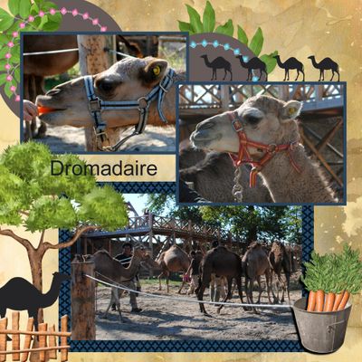 Dromadaires et Macaques