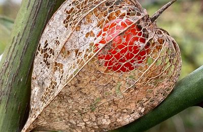 La nature est un orfèvre de talent !