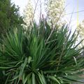 Fleurs de Yucca