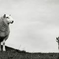 un mouton et un chardon