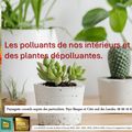 N°1 Les plantes dépolluante dans nos intérieur par Paysagiste Pays basque et paysagiste Landes.