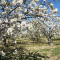 Les chevaux et le printemps