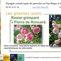 🌸Rosier grimpant Pierre de Ronsard par Paysagiste Pays Basque et Paysagiste Landes.
