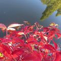 Le rouge et le noir au quai d'Auchel à Rennes le 5 octobre 2014 (3)