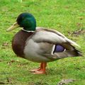 UN CANARD DANS LE PRE