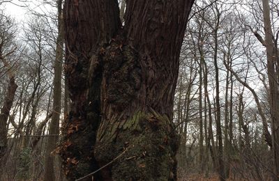 # Idée 5 # Promenade dans une forêt démoniaque ou enchantée