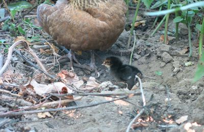 Naissance à la Poterne !