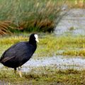 Foulque Macroule - Ornithologie