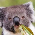 La mascotte australienne, le koala, est en danger !
