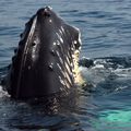 Baleines, Baie de Fundy