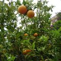 Confitures d'oranges du jardin