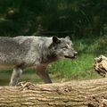 Une journée ... au Parc animalier de Sainte-Croix