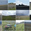 Dans les vignes champenoises