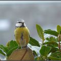 mésange bleue 