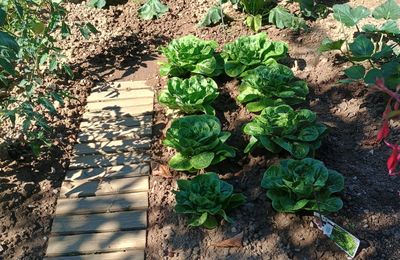 Le jardin en été